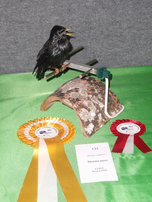 2011-storno nero